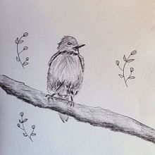 Bird Drawings. Realistic Drawing project by Belle - 01.02.2022