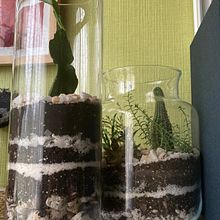 Mi Proyecto del curso: Arte vegetal: crea tu propio terrario abierto. Un progetto di Interior design, Paesaggismo, Interior Design, DIY e Design floreale e vegetale di Julieta Andrea Hain - 03.01.2022
