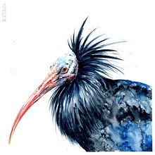 Mein Kursprojekt: Naturalistische Aquarelle mit Ausdruck und Charakter. Un proyecto de Ilustración tradicional, Pintura a la acuarela e Ilustración naturalista				 de Tina Ritter - 03.01.2022