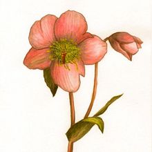Mój projekt z kursu: Ilustracja botaniczna akwarelą. Traditional illustration, Fine Arts, Painting, Drawing, Watercolor Painting, and Botanical Illustration project by magda_op - 01.04.2022