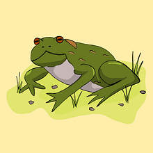 Outil pédagogique sur les crapauds. Un projet de Illustration traditionnelle de vincenature - 02.01.2019