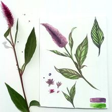 Meu projeto do curso: Ilustração botânica com aquarela. Un progetto di Illustrazione tradizionale, Belle arti, Pittura, Disegno, Pittura ad acquerello e Illustrazione botanica di Patricia Lira - 06.01.2022