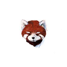 Il mio progetto del corso: Illustrazione naturalistica di animali con Procreate. Traditional illustration, Digital Illustration, Realistic Drawing, and Naturalistic Illustration project by Sara Tomei - 01.08.2022