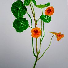 Mi Proyecto del curso: Ilustración botánica con acuarela. Projekt z dziedziny Tradycyjna ilustracja,  Sztuki piękne,  Malarstwo,  Rysunek, Malowanie akwarelą i Rysunek botaniczny użytkownika Sergio Serantes Castro - 10.01.2022