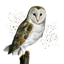 Mon projet du cours : Techniques artistiques d'aquarelle pour illustrer les oiseaux. Un proyecto de Ilustración tradicional, Pintura a la acuarela, Dibujo realista e Ilustración naturalista				 de Angélique Moreau - 10.01.2022