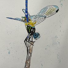 Insect on a branch. Un projet de Aquarelle de Mary Lou Fisher - 10.01.2022