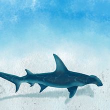 Hammerhead Shark. Un progetto di Disegno digitale di keysdrawings84 - 10.01.2022