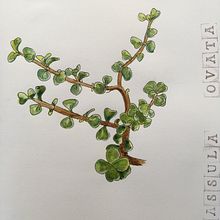 Mon projet du cours : Carnet de croquis botanique : une approche méditative. Traditional illustration, Sketching, Drawing, Watercolor Painting, Botanical Illustration, and Sketchbook project by vickun - 01.10.2022
