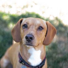 Mi Proyecto del curso: Fotografía lifestyle de perros. Een project van Fotografie, Portretfotografie, Fotografie voor Instagram,  Documentairefotografie, Lifest y le fotografie van Javiera Espina Almarza - 10.01.2022