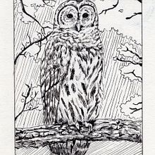My project in Dip Pen and Ink Illustration: Capturing The Natural World course. Sketching, Drawing, Artistic Drawing, Sketchbook, Ink Illustration, and Naturalistic Illustration project by Rommel John Panal - 01.11.2022