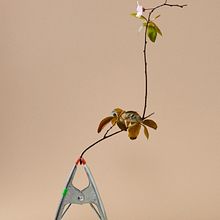 Flowers. Un proyecto de Publicidad, Fotografía, Fotografía de producto, Br, ing e Identidad, e-commerce, Redes Sociales, Marketing e Iluminación fotográfica de Victor Zurbaran - 12.01.2022