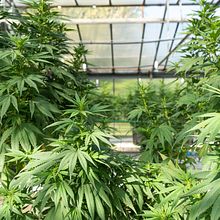 Hannapy Cannabis Marketplace. Traditional illustration, Photograph, Marketing, Social Media, Digital Marketing, E-commerce, Instagram Photograph, Botanical Illustration, Food St, and ling project by Hannapy Social - 01.13.2022