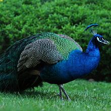 Animals. Photograph project by Josefina Andrea Pereira Barrera - 01.14.2022