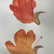 Meu projeto do curso: Ilustração botânica com aquarela. Un progetto di Illustrazione tradizionale, Belle arti, Pittura, Disegno, Pittura ad acquerello e Illustrazione botanica di Yukie Kabashima - 03.01.2022