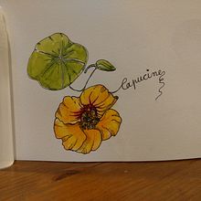 Mon projet du cours : Carnet de croquis botanique : une approche méditative. Traditional illustration, Sketching, Drawing, Watercolor Painting, Botanical Illustration, and Sketchbook project by cet.crea - 01.15.2022