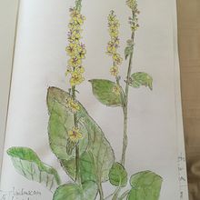 Mein Kursprojekt: Botanisches Zeichenheft: ein meditativer Ansatz. Traditional illustration, Sketching, Drawing, Watercolor Painting, Botanical Illustration, and Sketchbook project by marulla - 01.15.2022
