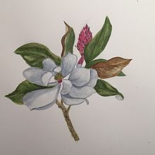 Mi Proyecto del curso: Ilustración botánica con acuarela. Un projet de Illustration traditionnelle, Beaux Arts, Peinture, Dessin, Aquarelle et Illustration botanique de pascale Maquestiau - 16.01.2022