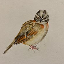 Mi Proyecto del curso: Ilustración naturalista de aves con acuarela. Un proyecto de Ilustración tradicional, Pintura a la acuarela, Dibujo realista e Ilustración naturalista				 de Mildred Ratched - 17.01.2022