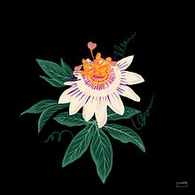 passiflora. Projekt z dziedziny Trad, c i jna ilustracja użytkownika FLOR PINOCHI - 17.01.2022