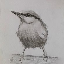 Mijn project van de cursus: Vogels illustreren met artistieke aquarel. Projekt z dziedziny Trad, c, jna ilustracja, Malowanie akwarelą, R, sunek realist, czn, Ilustracja naturalist i czna użytkownika Berta van der Meer - 17.01.2022