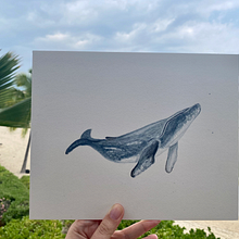 My project in Naturalist Illustration Techniques: Whales in Watercolor course. Projekt z dziedziny Trad, c, jna ilustracja,  Projektowanie plakatów, Ilustracja c, frowa i Manga użytkownika Olivia Healy - 17.01.2022