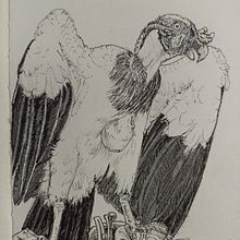 Mi Proyecto del curso: Ilustración naturalista con bolígrafo. Traditional illustration, Drawing, Realistic Drawing, and Naturalistic Illustration project by Sixto Angulo - 01.19.2022