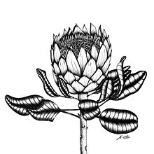 Line art of a pretty flower. Traditional illustration project by Kerrie - 01.19.2022