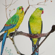 Regent parrots. Projekt z dziedziny Trad, c, jna ilustracja, Malowanie akwarelą, R, sunek realist, czn, Ilustracja naturalist i czna użytkownika marc matoul - 21.01.2022