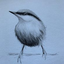 Charcoal Little Bird. Drawing project by Suzanne Pedler - 01.22.2022