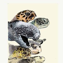 Il mio progetto del corso: Illustrazione naturalistica a penna. Projekt z dziedziny Trad, c, jna ilustracja,  R, sunek, R, sunek realist, czn, Ilustracja naturalist i czna użytkownika Luca Marini - 22.01.2022