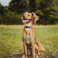 Meu projeto do curso: Fotografia lifestyle de cachorros. Photograph, Portrait Photograph, Instagram Photograph, Documentar, Photograph, Lifest, and le Photograph project by Samanta Silva - 01.22.2022