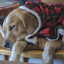 Mi Proyecto del curso: Introducción a la fotografía de perros. Un projet de Photographie, Photographie de portrait, Photographie de studio, Photographie documentaire, Photographie lifest, le , et Photographie intérieure de Imaria Pmarcos - 22.01.2022