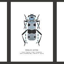 My project in Scientific Illustration for Pattern Design course. Traditional illustration, Pattern Design, Digital Illustration, Naturalistic Illustration, Patternmaking, and Dressmaking project by Rea Nemer - 01.22.2022