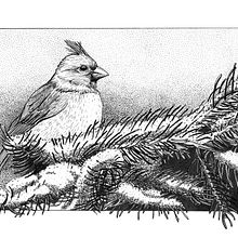 Another Bird for the course Dip Pen and Ink Illustration: Capturing The Natural World. Un progetto di Illustrazione tradizionale di Richter Jutta - 22.01.2022
