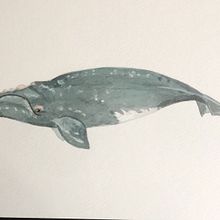 Mi Proyecto del curso: Técnicas de ilustración naturalista: ballenas en acuarela. Een project van Traditionele illustratie, Posterontwerp, Digitale illustratie y Manga van Martha Gpe. Rojas Mena - 23.01.2022