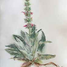Hummingbird Sage. Watercolor Painting, and Botanical Illustration project by Karen Young - 01.23.2022