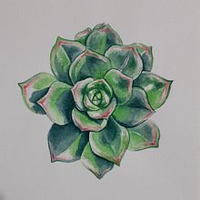 Il mio progetto del corso: Illustrazione botanica con acquerello. Projekt z dziedziny Trad, c, jna ilustracja,  Sztuki piękne,  Malarstwo,  R, sunek, Malowanie akwarelą, R i sunek botaniczn użytkownika mrfanuli - 23.01.2022