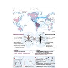 Zika Virus Threat and Transmission. Un progetto di Infografica e Design editoriale di Marco Giannini - 24.01.2022