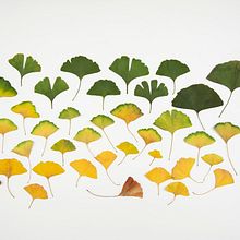 The butterflies of Ginkgo Biloba. Un proyecto de Dirección de arte, Artesanía, Diseño industrial, Diseño de producto, Escenografía, Papercraft, Comunicación, Retail Design, Diseño de espacios y Diseño de papelería				 de Luca Hugo Brucculeri - 24.01.2022