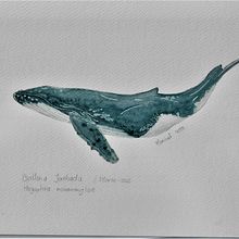 Mi Proyecto del curso: Técnicas de ilustración naturalista: ballenas en acuarela. Een project van Traditionele illustratie, Posterontwerp, Digitale illustratie y Manga van Maribel de la Torre - 24.01.2022