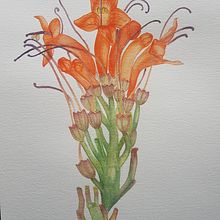 Mi Proyecto del curso: Ilustración botánica con acuarela. Traditional illustration, Fine Arts, Painting, Drawing, Watercolor Painting, and Botanical Illustration project by Rocio Hervas S. - 01.24.2022