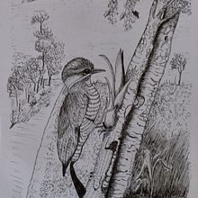 Pica-pau-dourado, ave brasileira Ein Projekt aus dem Bereich Skizzenentwurf, Zeichnung, Artistische Zeichnung, Sketchbook und Naturalistische Illustration von Antonieta Pavanelo - 15.01.2022