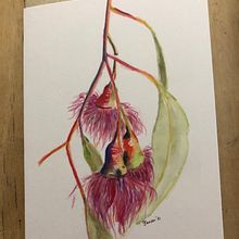 This was a project I created before starting this course : Pink Flowering Gum- I had them printed onto cards and sold many as a Christmas card. I feel very unsure when I sketch botanical so looking forward to learning how to interpret with more confidence. Un proyecto de Ilustración tradicional, Artesanía, Bellas Artes, Pintura, Bocetado, Dibujo a lápiz, Dibujo realista, Pintura a la acuarela e Ilustración botánica de Gina Jonson - 25.01.2022