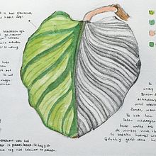 My project in Botanical Watercolor Sketchbook course. Un proyecto de Ilustración tradicional, Pintura a la acuarela, Ilustración botánica y Sketchbook de Sofia Janine - 25.01.2022