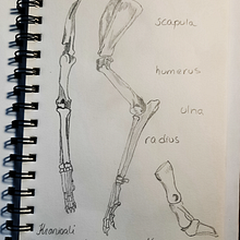 Dog anatomy. Un progetto di Disegno di Tanja Konttila - 25.01.2022