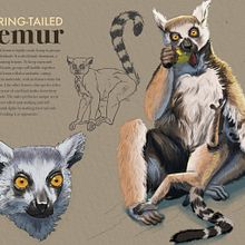 My project in Naturalist Animal Illustration with Procreate course. Projekt z dziedziny Trad, c, jna ilustracja, Ilustracja c, frowa, R, sunek realist, czn, Ilustracja naturalist i czna użytkownika Estrella Vega - 25.01.2022
