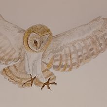 Naturalistische Aquarellillustration von Vögeln. Watercolor Painting project by Carmen Bezençon - 01.25.2022