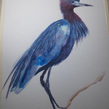 Mi Proyecto del curso: Ilustración naturalista de aves con acuarela. Projekt z dziedziny Malowanie akwarelą, R, sunek realist, czn, Ilustracja naturalist i czna użytkownika Diana González - 25.01.2022