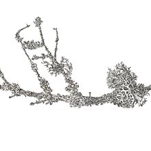 Botanical art. Traditional illustration, and Design project by Anastasiya Avramchuk - 04.26.2021
