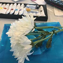 My project in Botanical Illustration with Watercolors course. Un progetto di Illustrazione tradizionale, Belle arti, Pittura, Disegno, Pittura ad acquerello e Illustrazione botanica di Patricia Czichos - 26.01.2022
